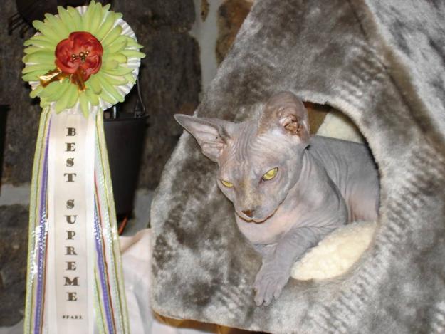 Vends superbe femelle sphynx, couleur bleu crème, yeux or à vert