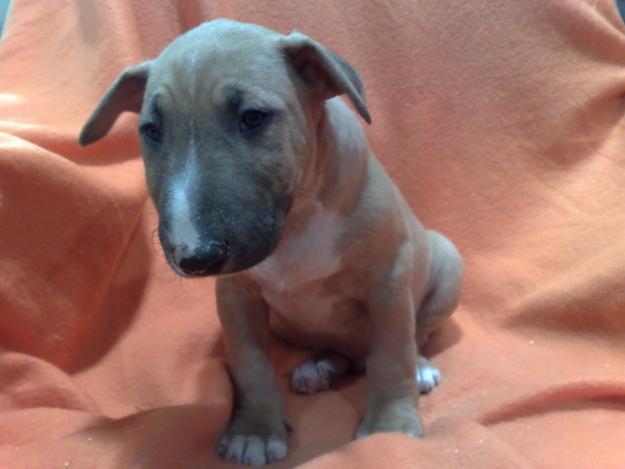 Bullterrier cachorros de excelente calidad , varios colores muy bonitos