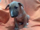 Bullterrier cachorros de excelente calidad , varios colores muy bonitos - mejor precio | unprecio.es