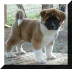 cachorros akita estándar - mejor precio | unprecio.es