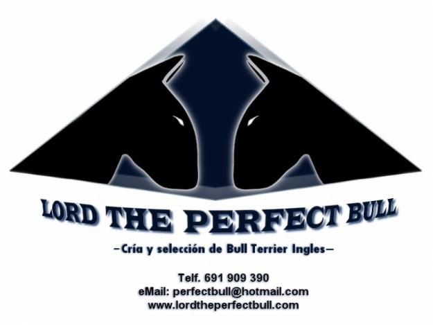 Cachorros bull terrier.CRIADOR ESPECIALIZADO.tenemos cachorros disponi