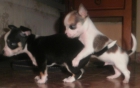 chihuahuas tois - mejor precio | unprecio.es