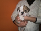 Preciosa Hembra de Bulldog Ingles - mejor precio | unprecio.es