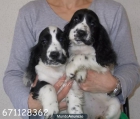 Preciosas hembras de Cocker cachorros... - mejor precio | unprecio.es
