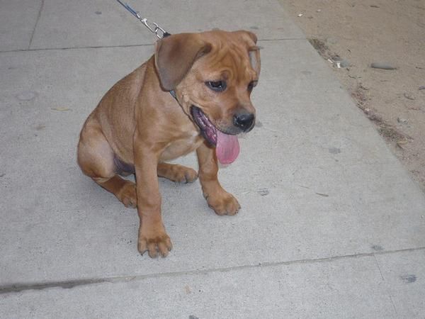 PRECIOSO CACHORRO BOXWEILER (ROTTWEILER/BOXER) 120 EUROS