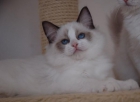 PRECIOSOS GATITOS RAGDOLL DISPONIBLES - mejor precio | unprecio.es