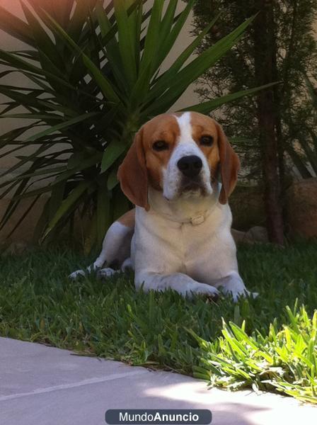 Se busca Beagle hembra para cruce