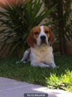 Se busca Beagle hembra para cruce - mejor precio | unprecio.es