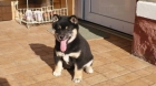 Shiba inu Preciosos Cachorros de calidad disponibles para entregar - mejor precio | unprecio.es