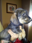 Teckel cachorro - mejor precio | unprecio.es