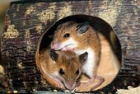 Tenrecs, petauros, minutoides y más - mejor precio | unprecio.es