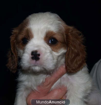 Vendo camada de Cavalier, baratos  - Logroño  La Rioja