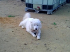 Vendo samoyedos solo por 200 ! 697604897 - mejor precio | unprecio.es