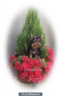 yorkshire terrier - mejor precio | unprecio.es