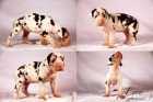 Cachorros dogo alemán - mejor precio | unprecio.es