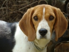 Beagle tricolor - mejor precio | unprecio.es