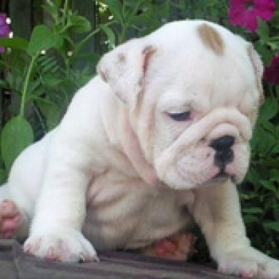 bulldog cariñoso y lindo para dar a conocer