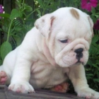 bulldog cariñoso y lindo para dar a conocer - mejor precio | unprecio.es