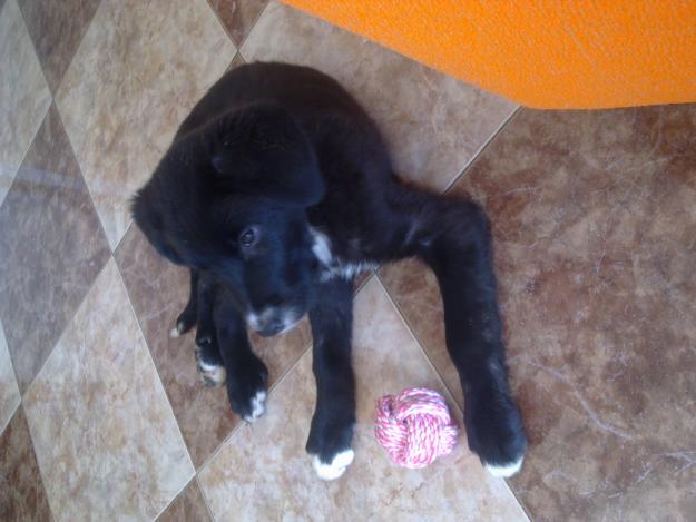 cachorra mastin tres meses en adopcion