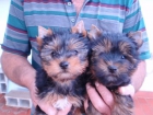 CAMADA YORKSHIRE TERRIER MINIS 380E TRANSPORTES INCLUIDOS - mejor precio | unprecio.es