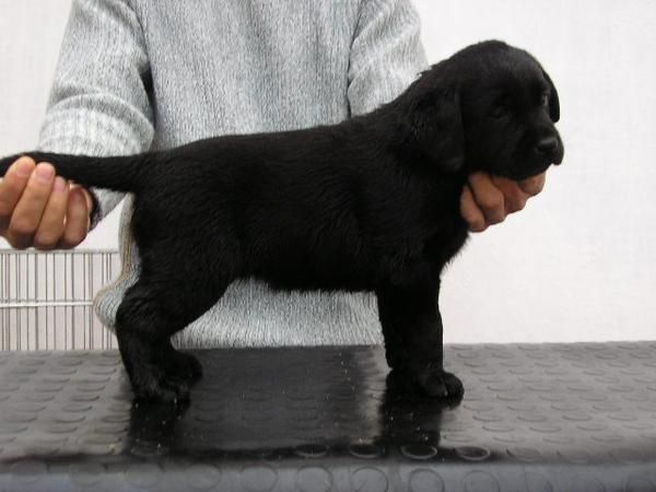 Excelente camada de Labrador Retriever