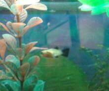 Intercambio o vendo alevines de platy y molly 0.50€