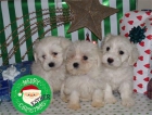 Navidades perfectas con tu Bichon maltes - mejor precio | unprecio.es