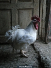 Pollos broilers - mejor precio | unprecio.es