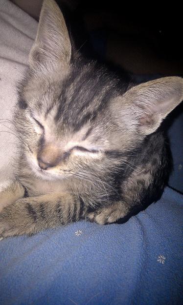 Regalo gatitos de 3 meses
