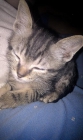 Regalo gatitos de 3 meses - mejor precio | unprecio.es