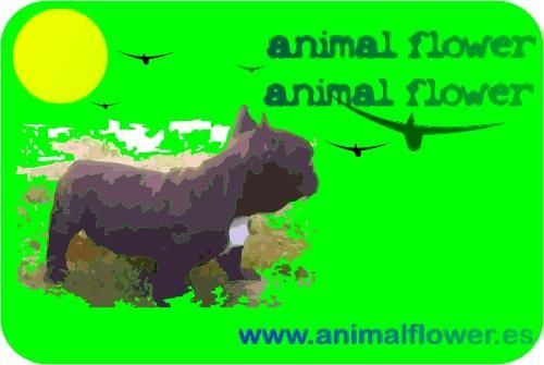 Yorkshire Toy 1ª Calidad - Cachorros Disponibles con Pedigre Nacional - www.animalflower.es     uhn4wdx5