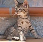 Hanna, la gatita más dulce busca acogida o adopción (en toda España) - mejor precio | unprecio.es