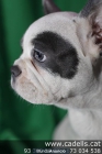 Bulldog Francés en Cadells, tienda mascotas Barcelona - mejor precio | unprecio.es