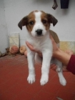 Cachorritos de 1 mes en adopcion - mejor precio | unprecio.es