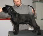cachorro de schnauzer gigante negro - mejor precio | unprecio.es