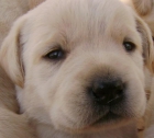 Cachorros de Labrador Retriever con L.O.E RSCE - mejor precio | unprecio.es
