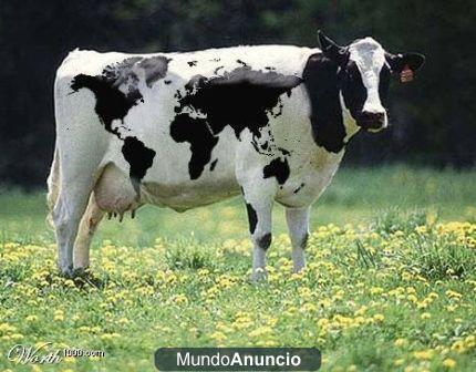 Comporo VACAS LECHARA