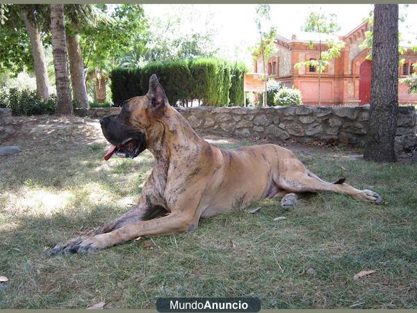 Dogo Aleman hembra atigrada