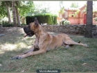 Dogo Aleman hembra atigrada - mejor precio | unprecio.es