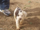 springer spaniel - mejor precio | unprecio.es