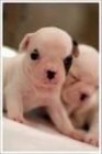 cachorros de buldog franceses blancos puros gratis - mejor precio | unprecio.es
