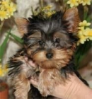 CARAMELS NOIR. YORKSHIRE TERRIER MINI MACHO. - mejor precio | unprecio.es