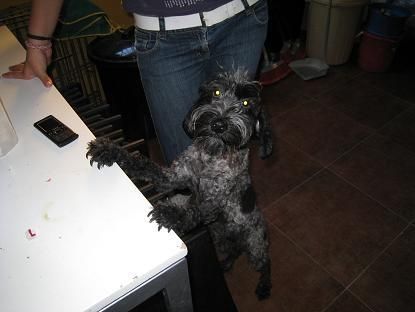 Melinda, cruce de cocker blanca y negra, de 1,5 años