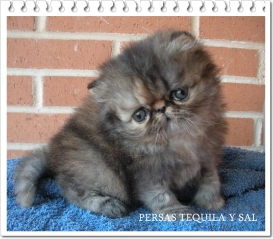persa disponible