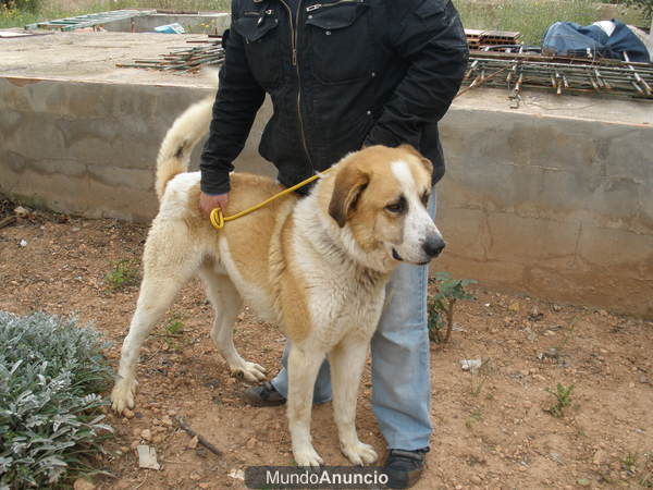 SAN BERNARDO EN ADOPCION. CISCO.