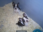 Se venden perritos. - mejor precio | unprecio.es