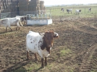 Vacas Berrendas en Colorado - mejor precio | unprecio.es