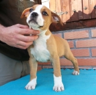 American Stanford Bull Type Cachorros en venta. - mejor precio | unprecio.es