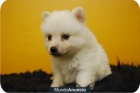 Cachorritos Pomerania en color blanco - mejor precio | unprecio.es