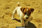 camada de jack russell - mejor precio | unprecio.es